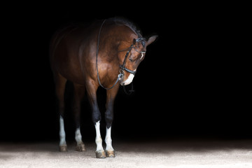 Horse portrait in bridle isolated on black background