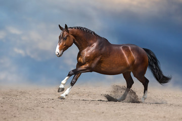 Fototapeta premium Bay horse run gallop on desert sand against blue sky