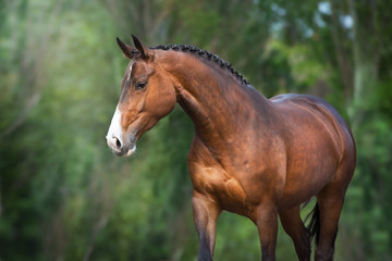 Bay Horse close up portrait in motion against green background