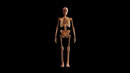 Bone Skeletal System Anatomical Model Front View 3d illustration 3d render