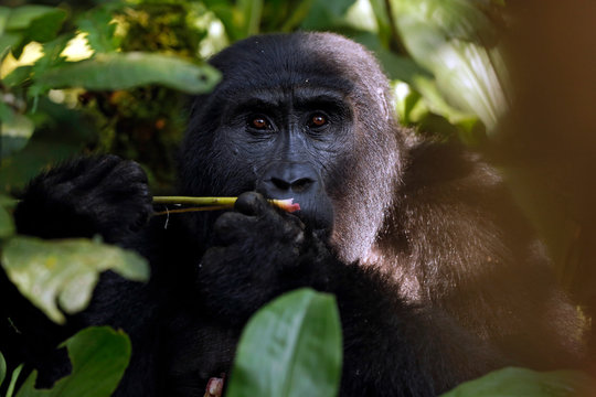 Mountain Gorilla (Gorilla beringei beringei) Feeding, Looking into the Camera. Bwindi Impenetrable National Park, Uganda