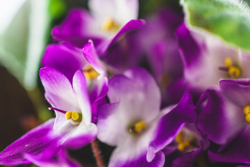 Fototapeta na wymiar Flowers violets close-up