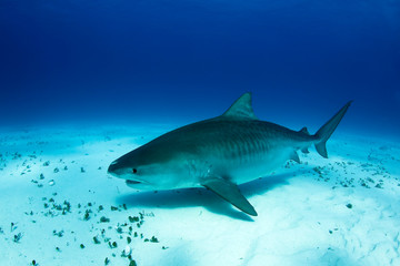 Big, Pregnant Tiger Shark over Sand Bottom. Tiger Beach, Bahamas