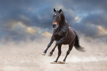 Bay horse run gallop on desert sand against blue sky