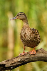 Mallard duck - Anas platyrhynchos, common water bird from European rivers and lakes, Hortobagy National Park, Hungary.