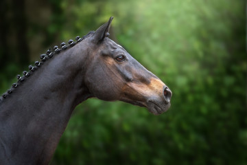 Horse close up portrait in motion against green background