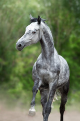 Plakat Gray Horse close up portrait in motion against green background