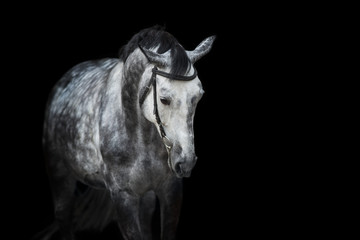 White Horse portrait in bridle isolated on black background