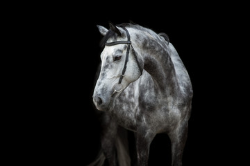 White Horse portrait in bridle isolated on black background