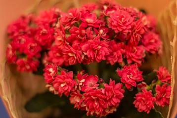 bouquet of flowers