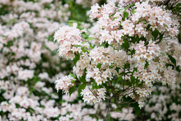 Beautiful botanical garden, flowers and blooming bushes in spring