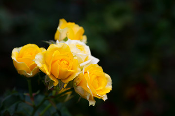 Obraz na płótnie Canvas The yellow roses in garden