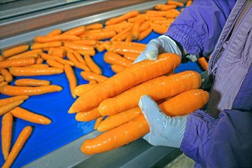 Carrots in food processing plant. Female workers sorting and controlling carrots on production line