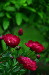 Obraz premium Dark Red Peony Flowers Closeup 