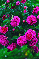 Bright Hot Pink Peony Flowers Closeup