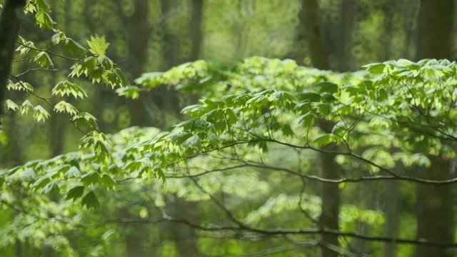 風と新緑の森 014 60pスローモーション モミジ カエデ