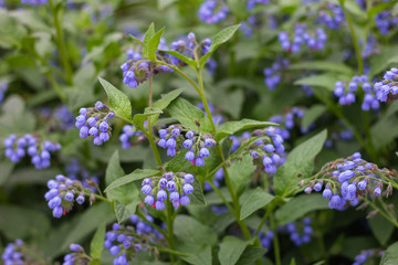 purple flowers bush  background  macro