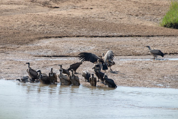 Fototapeta premium White-Backed Vultures bathing in the Black Umfolozi River, iMfolozi, South Africa.