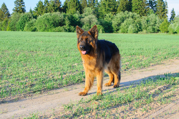 German shepherd dog in a countryside