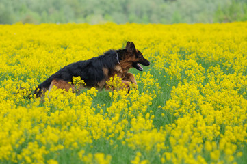 Purebred German shepherd dog running and jumping in a canola field