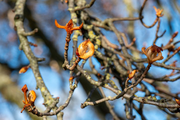 Chestnut tree in spring, March, branch with buds, select focus