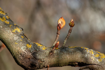 Chestnut tree in spring, March, branch with buds, select focus