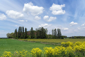 hiking path in the French Gâtinais regional nature park