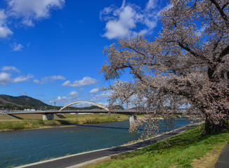 Cherry blossom in Sendai, Japan