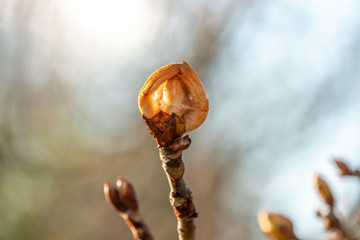 Chestnut tree in spring, March, branch with buds, select focus
