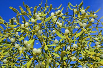 Mistletoe (Viscum album)