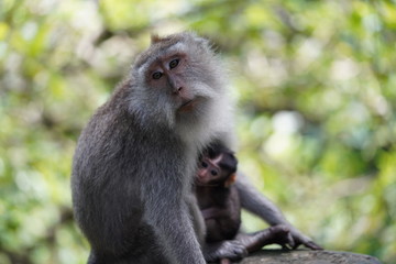 Crab Eating Macaque with baby