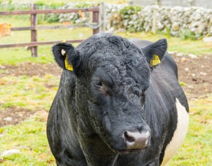 Black Bull Close-up Schwarzer Bulle
