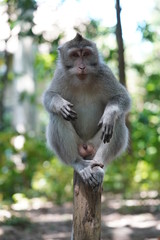 Crab Eating Macaque on post