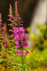 Fototapeta premium Purple flowers rosebay on norwegian nature