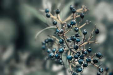 Small blue berries on a bush	