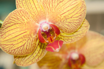 Beautiful Orchid is very delicate and fragile flower.