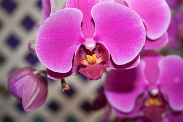 Fototapeta na wymiar Beautiful Orchid is very delicate and fragile flower.