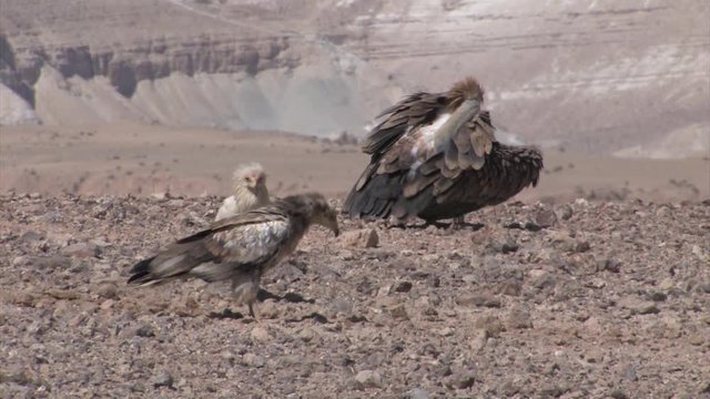Griffon vultures feeding on camel in feeding station, Sde Boker Israel
