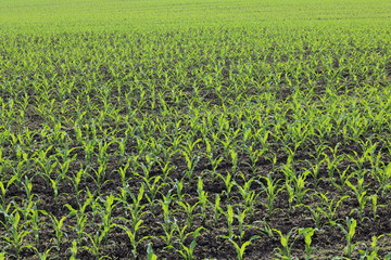 Young green corn seedlings in spring on agricultural field