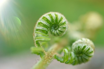 green fern leaf textured in summer in the nature, ferns in the forest