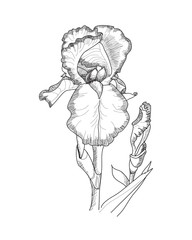 Monochrome hand drawing illustration of iris flower.
