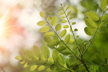 green tree leaves and branches in summer in the nature, green background