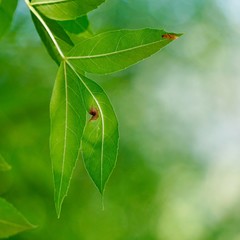 green tree leaves and branches in summer in the nature, green background