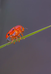 ladybug on leaf