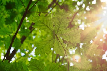 Obraz premium green tree leaves and branches in summer in the nature, green background