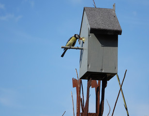 Netherlands. Blue Tit bird with little chick