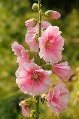 Obraz premium Hollyhock (Althaea rosea)
