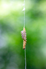 zwei Gespinstmotten einem seidenen Faden