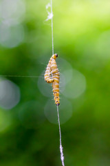zwei Gespinstmotten einem seidenen Faden