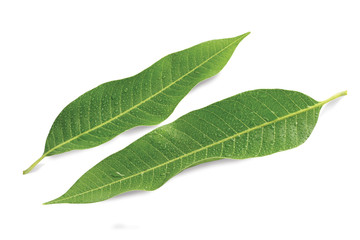 Fototapeta na wymiar Mango leaves on white background, fresh leaves, leaf